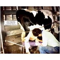 Joyce and Cow